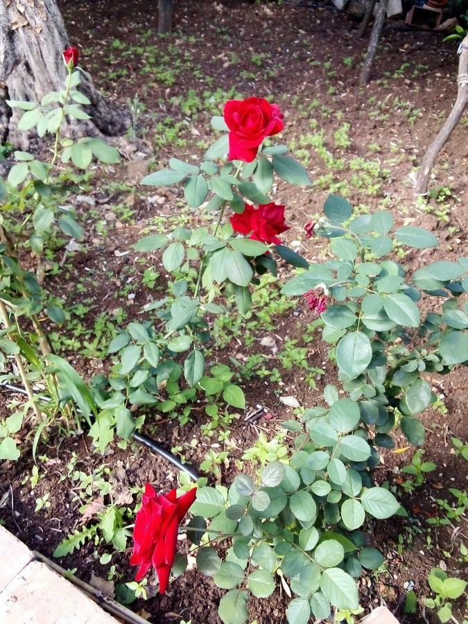 Il Giardino Di Hyccara Villa Carini Buitenkant foto